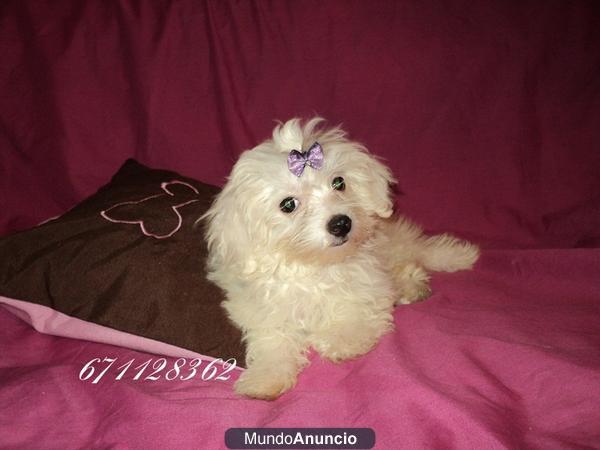 Bichon maltes...ideales como perro de compañia