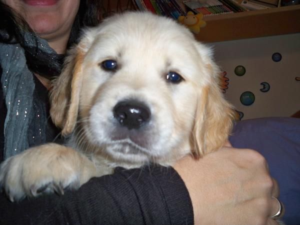 Cachorros Golden Retriever