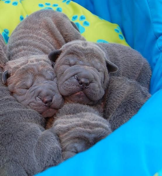 CACHORROS SHAR PEI AZUL