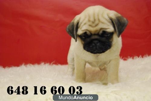 Carlino pug, divertidisimos ejemplares disponibles