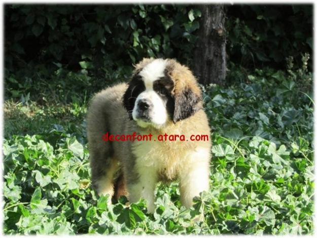 Espectaculares cachorros de san bernardo