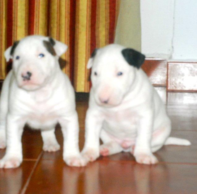 Excelente camada Bullterrier