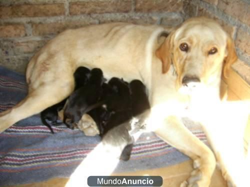 impresionante macho de labrador nego 2 meses,economico