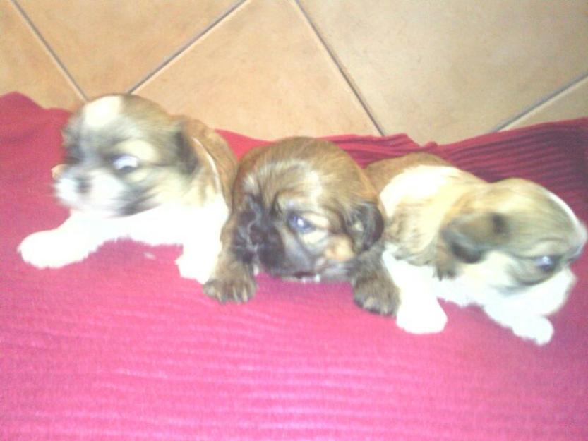 se vende preciosa camada de shih tzu