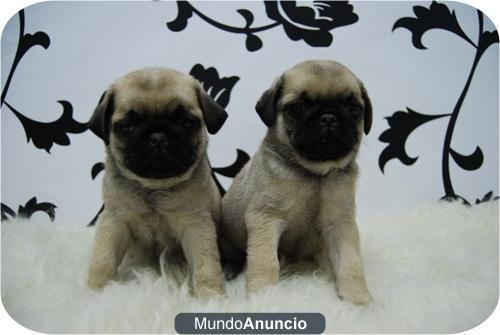 Cachorros de Carlino Pug