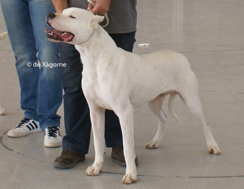 Cachorros de Dogo Argentino de Xágorne