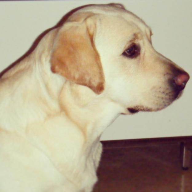 Cachorros de Labrador Retriever