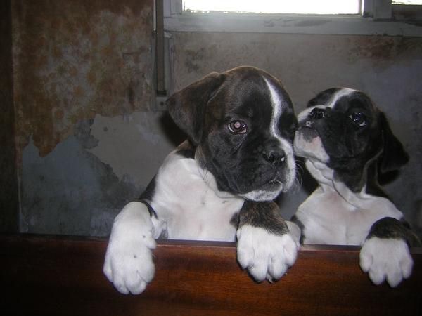 excelentes cachorros de boxer con pedigree