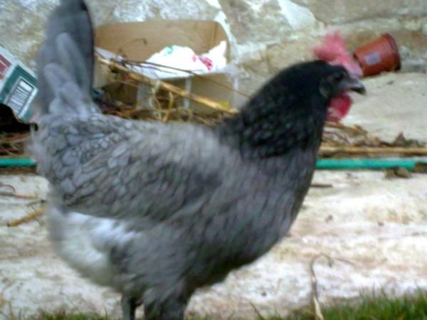 gallinas andaluzas