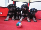 Schnauzers miniatura cachorros de color negro plata. - mejor precio | unprecio.es