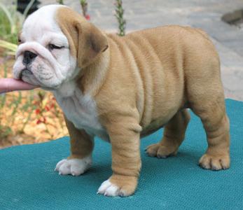 Disponibles Cachorros Bulldog Inglés