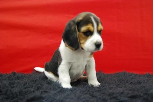 Actual camada de Beagle//Disponibles machos y hembras de 2meses**cachorrines para tu hogar||