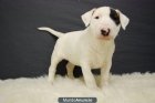 Bull terrier miniatura en madrid, preciosos¡¡ - mejor precio | unprecio.es