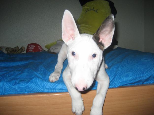 CONCENTRACION DE BULL TERRIERS EN BARCELONA