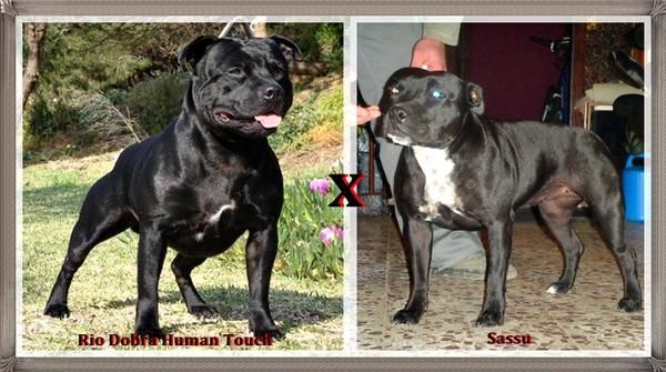 Excelente camada Staffordshire bull terrier