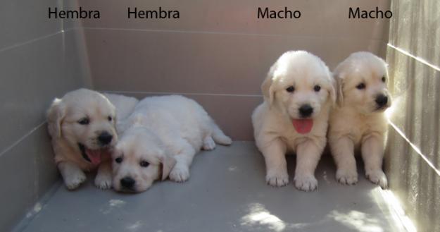 Goldens Retrievers con pedigri de color dorado.