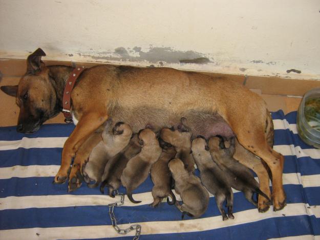 regalo cachorros