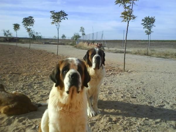 San Bernardos Cachorros en Toledo