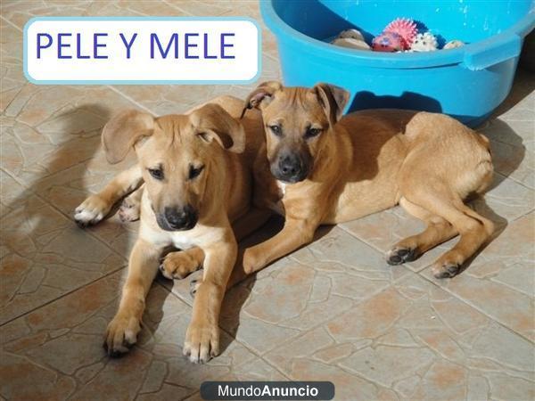 SE REGALAN 2 CACHORROS AMERICAN 4.5 MESES