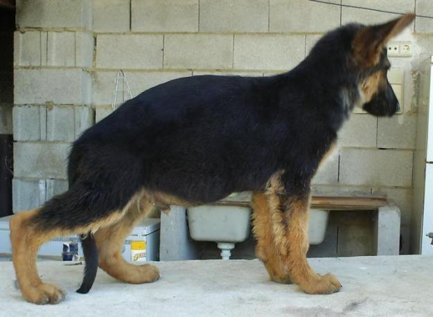 Vendo cachorrso pastor aleman de competición padre Alemán SchH2 KK1ª madre hija de Campeón