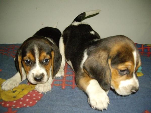 VENDO PECIOSOS CACHORRAS BEAGLE TRICOLOR CON PEDIGREE. A 200 .