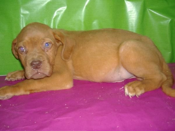 Venta de Cachorritos de DOGO DE BURDEOS - con PEDIGREE