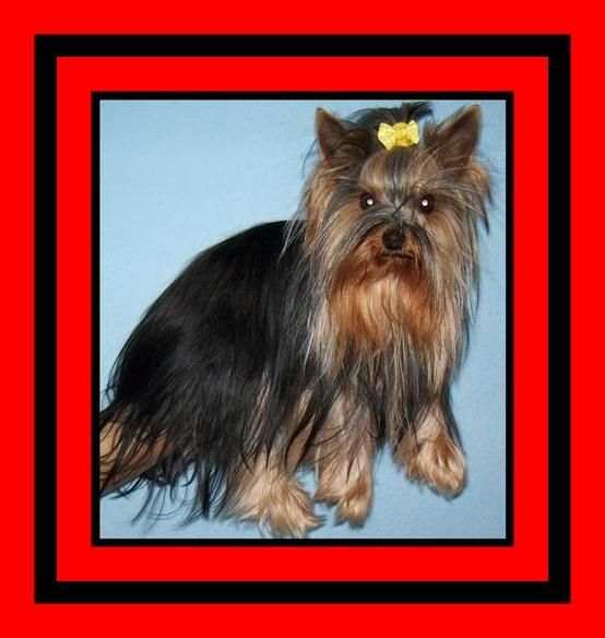 yorkshire terrier cachorritos