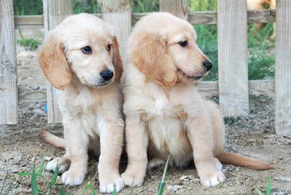 ¡Cachorros de Golden, excelentes!