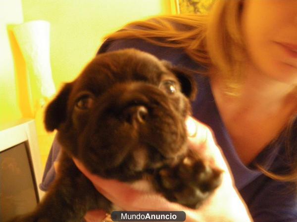 bulldog frances se vende