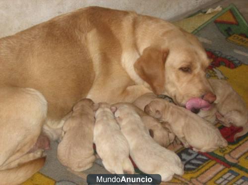 Cachorritos de labradores criados con nosotros se pueden ver