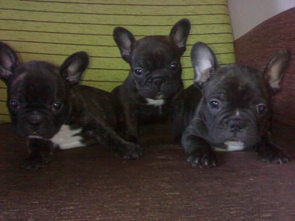 cachorros de bulldog frances