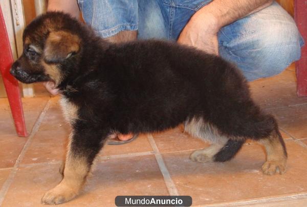 cachorros de pastor aleman