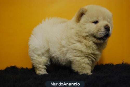 Machos y hembras Chow Chow diferentes colores