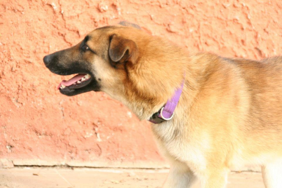 Rufo. Cruce de pastor Belga Malinois en adopción.