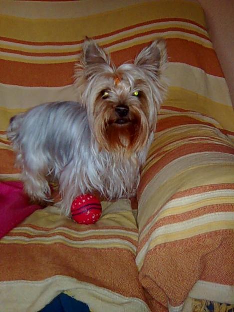 se vende camada yorkshire terrier en valencia