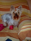 se vende camada yorkshire terrier en valencia - mejor precio | unprecio.es