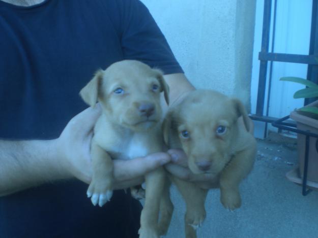 vendo cachorros podenco andaluz