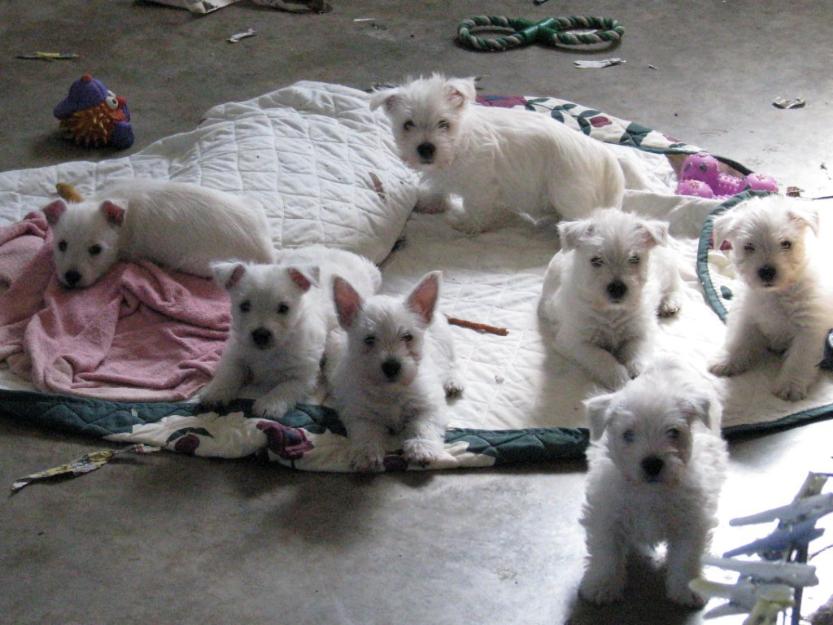 West Highland White terrier cachorros