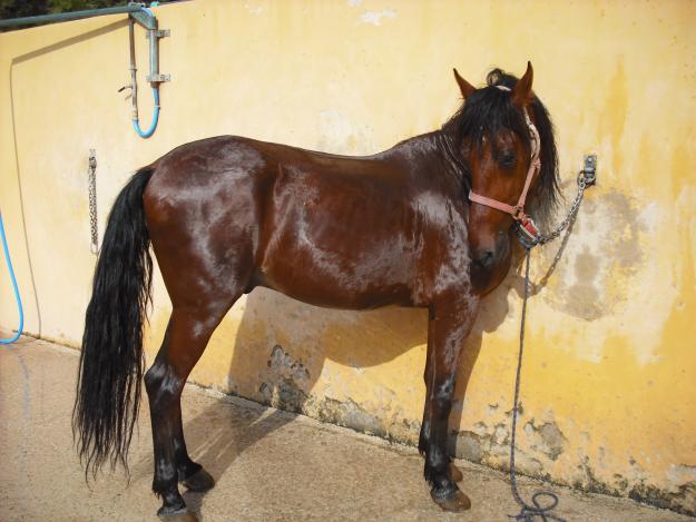 Caballo hispano-árabe de 7 años precioso 1800 €