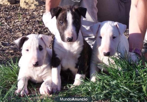 Bull terrier 350€