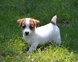 Cachorros jack russell iva incl.