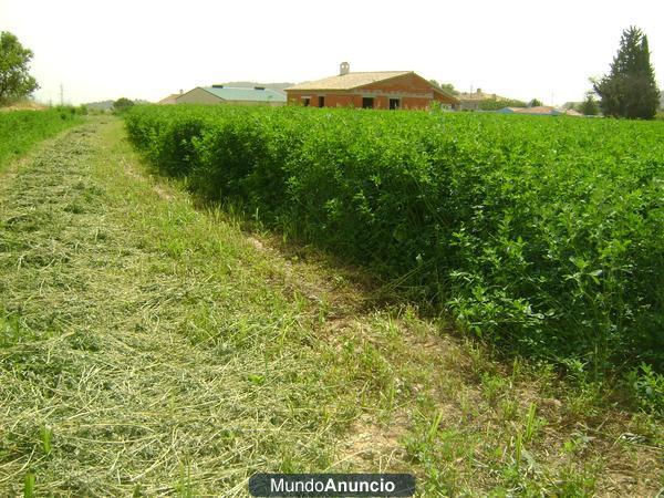 Disponemos de alfalfa en rama