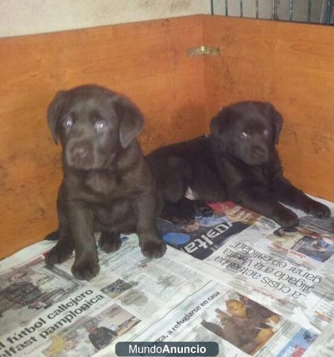 LABRADORES DE CALIDAD