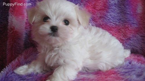 preciosos cachorritos de bichon maltes puro  gratis