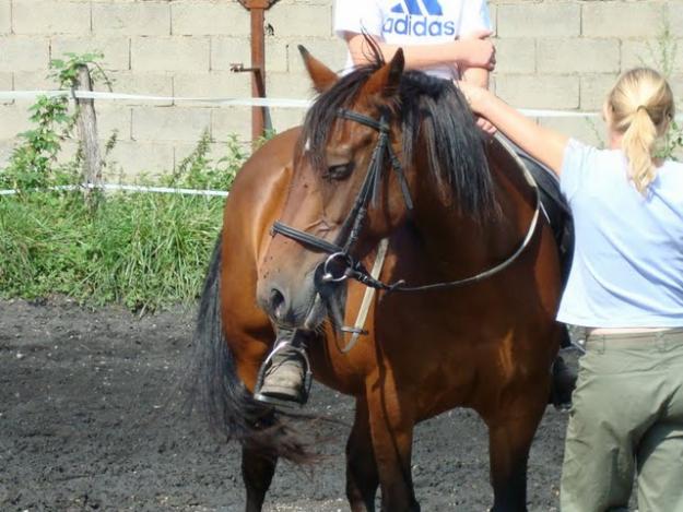 Subvención caballo de pura raza español hongre