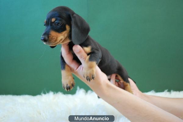 Teckel Miniatura fantasticos cachorritos de alta calidad