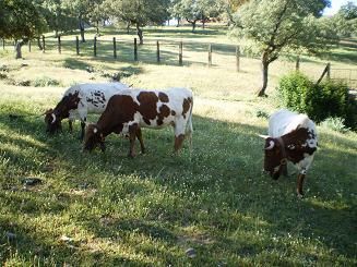 vacas berrendas