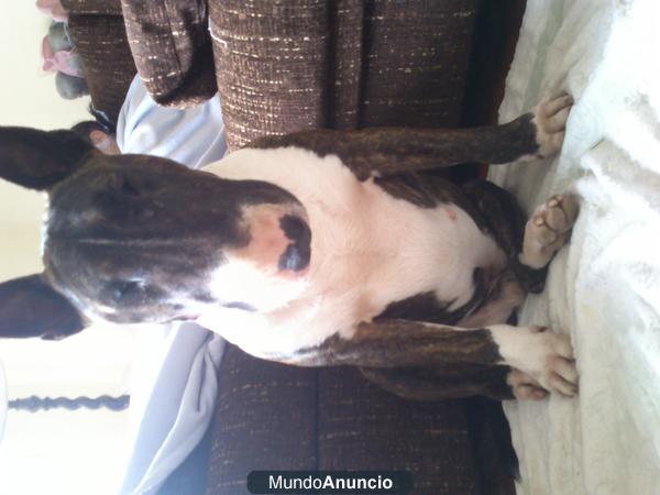 VENDO BULL TERRIER EXCELENTE