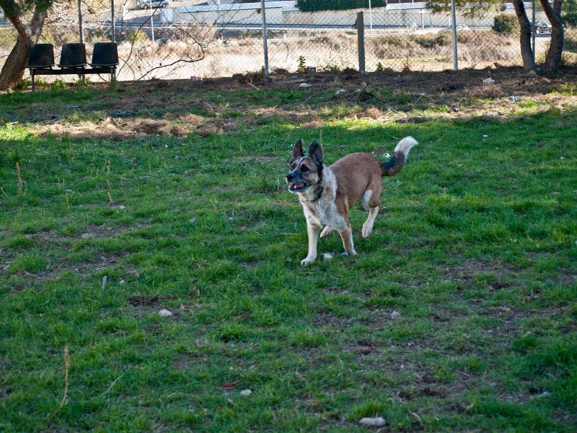 Boica, pastor australiano en adopción