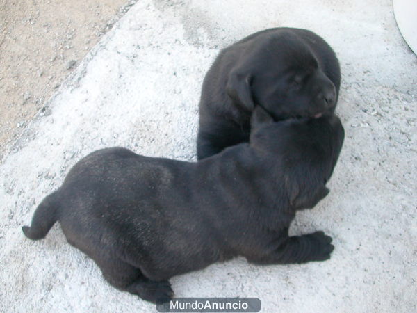 Cachorras de labrador